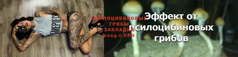 купить   Ногинск  Галлюциногенные грибы Psilocybe 